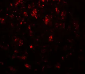 Anti-CADM3 antibody used in IHC (Paraffin sections) (IHC-P). GTX31935