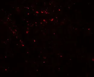 Anti-EPLIN antibody used in IHC (Paraffin sections) (IHC-P). GTX31940