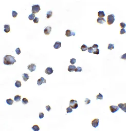 Anti-KIR2DS2 antibody used in Immunocytochemistry/ Immunofluorescence (ICC/IF). GTX31949