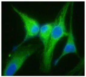 Anti-GRP94 antibody [AT94B9] used in Immunocytochemistry/ Immunofluorescence (ICC/IF). GTX31955