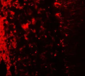 Anti-LRRTM2 antibody used in IHC (Paraffin sections) (IHC-P). GTX32002