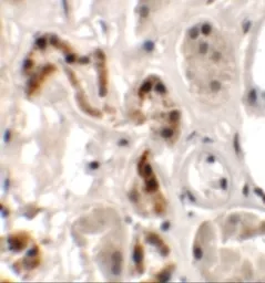 Anti-DBX1 antibody used in IHC (Paraffin sections) (IHC-P). GTX32028