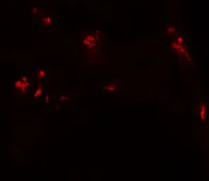 Anti-DBX1 antibody used in IHC (Paraffin sections) (IHC-P). GTX32028