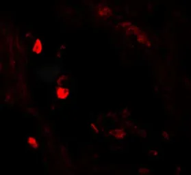 Anti-LNPEP antibody used in IHC (Paraffin sections) (IHC-P). GTX32096