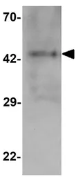 Anti-MTERFD2 antibody used in Western Blot (WB). GTX32113
