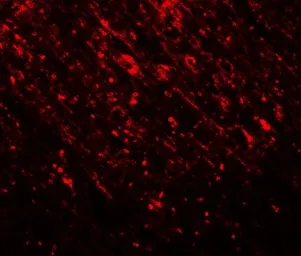 Anti-TLX2 antibody used in IHC (Paraffin sections) (IHC-P). GTX32117