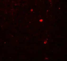 Anti-LAMTOR2 antibody used in IHC (Paraffin sections) (IHC-P). GTX32131