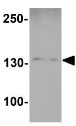 Anti-Beclin 2 antibody used in Western Blot (WB). GTX32141