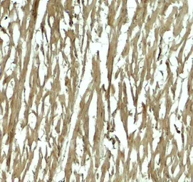 Anti-HOPX antibody used in IHC (Paraffin sections) (IHC-P). GTX32152