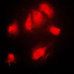 Anti-IKB alpha (phospho Ser32/Ser36) antibody used in Immunocytochemistry/ Immunofluorescence (ICC/IF). GTX32224