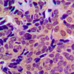 Anti-APP (phospho Thr743) antibody used in IHC (Paraffin sections) (IHC-P). GTX32308