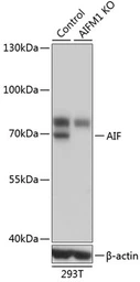 Anti-AIF antibody used in Western Blot (WB). GTX32428