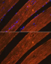 Anti-AIF antibody used in IHC (Paraffin sections) (IHC-P). GTX32428
