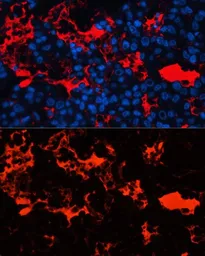Anti-Albumin antibody used in IHC (Paraffin sections) (IHC-P). GTX32430