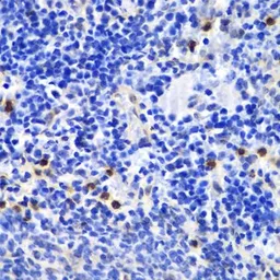 Anti-Annexin A1 antibody used in IHC (Paraffin sections) (IHC-P). GTX32444