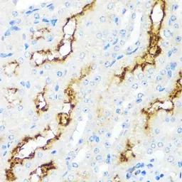 Anti-CD10 antibody used in IHC (Paraffin sections) (IHC-P). GTX32493
