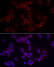 Anti-CD86 antibody used in Immunocytochemistry/ Immunofluorescence (ICC/IF). GTX32507