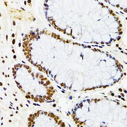 Anti-CDX2 antibody used in IHC (Paraffin sections) (IHC-P). GTX32513