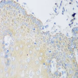 Anti-DHODH antibody used in IHC (Paraffin sections) (IHC-P). GTX32560