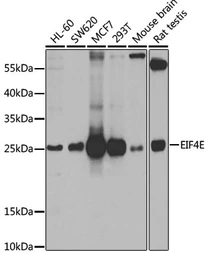 Anti-eIF4E antibody used in Western Blot (WB). GTX32580