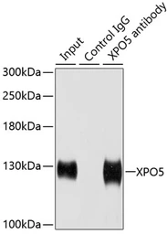Anti-Exportin 5 antibody used in Immunoprecipitation (IP). GTX32594