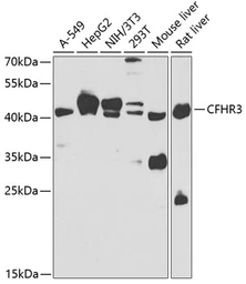 Anti-FHR3 antibody used in Western Blot (WB). GTX32603