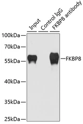 Anti-FKBP8 antibody used in Immunoprecipitation (IP). GTX32606