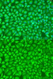 Anti-GFM1 antibody used in Immunocytochemistry/ Immunofluorescence (ICC/IF). GTX32625