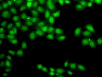 Anti-Glutamyl hydrolase gamma antibody used in Immunocytochemistry/ Immunofluorescence (ICC/IF). GTX32628