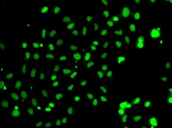 Anti-HMG20A antibody used in Immunocytochemistry/ Immunofluorescence (ICC/IF). GTX32655