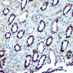 Anti-HSP60 antibody used in IHC (Paraffin sections) (IHC-P). GTX32661