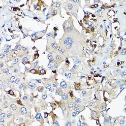 Anti-IGF1 antibody used in IHC (Paraffin sections) (IHC-P). GTX32670
