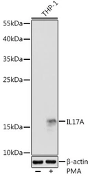 Anti-IL17A antibody used in Western Blot (WB). GTX32674