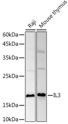 Anti-IL3 antibody used in Western Blot (WB). GTX32677