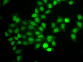 Anti-MAD1 antibody used in Immunocytochemistry/ Immunofluorescence (ICC/IF). GTX32710