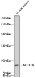 Anti-NOTCH4 antibody used in Western Blot (WB). GTX32755