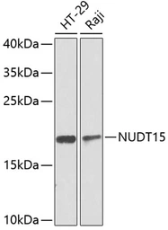 Anti-NUDT15 antibody used in Western Blot (WB). GTX32759