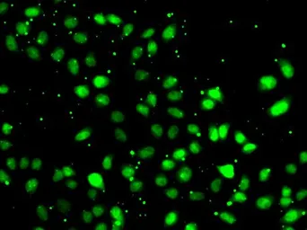 Anti-NUDT2 antibody used in Immunocytochemistry/ Immunofluorescence (ICC/IF). GTX32760
