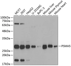 Anti-PSMA5 antibody used in Western Blot (WB). GTX32817