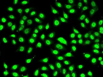 Anti-SF3B2 antibody used in Immunocytochemistry/ Immunofluorescence (ICC/IF). GTX32869