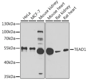 Anti-TEF1 antibody used in Western Blot (WB). GTX32918