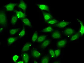 Anti-TEF1 antibody used in Immunocytochemistry/ Immunofluorescence (ICC/IF). GTX32918
