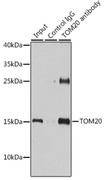Anti-TOMM20 antibody used in Immunoprecipitation (IP). GTX32928