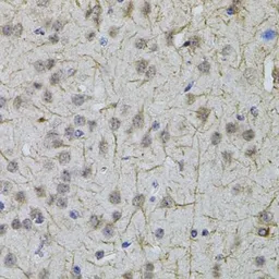 Anti-VGAT antibody used in IHC (Paraffin sections) (IHC-P). GTX32964