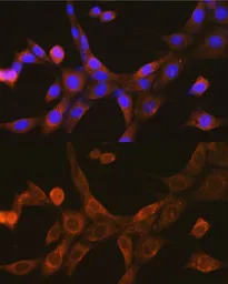Anti-VISA antibody used in Immunocytochemistry/ Immunofluorescence (ICC/IF). GTX32966