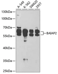 Anti-BAIAP2 antibody used in Western Blot (WB). GTX33034