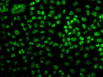 Anti-BUB3 antibody used in Immunocytochemistry/ Immunofluorescence (ICC/IF). GTX33047