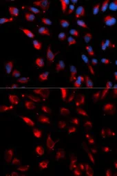 Anti-Carboxypeptidase E antibody used in Immunocytochemistry/ Immunofluorescence (ICC/IF). GTX33060