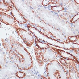 Anti-CD71 antibody used in IHC (Paraffin sections) (IHC-P). GTX33080