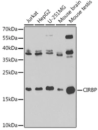 Anti-CIRBP antibody used in Western Blot (WB). GTX33096